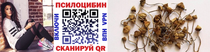 Псилоцибиновые грибы Cubensis  Купить закладки  Тбилисская 
